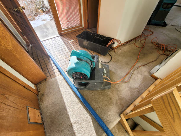 Best Professional water damage repair  in Lexington, TX